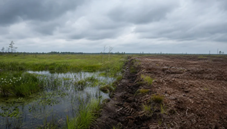 Moorschutz: Klimaziel 2030 durch nur 90.000 Hektar verfehlt