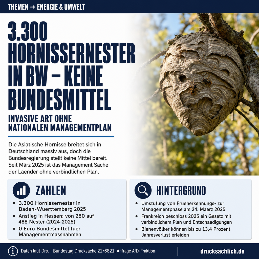 Asiatische Hornisse: Kein Bundesgeld, kein nationaler Plan