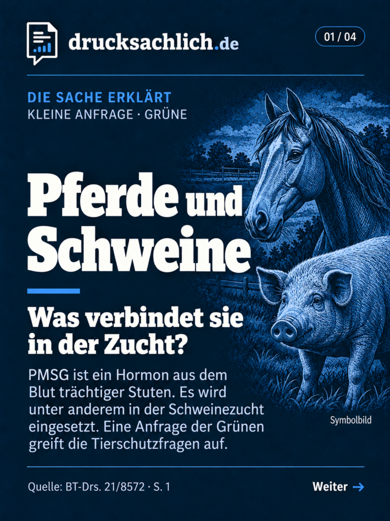 PMSG in der Schweinezucht: Grüne fragen nach Einsatz und Tierschutz